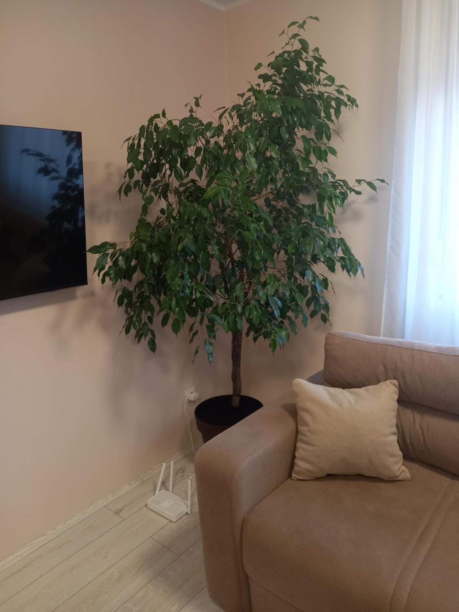 Leda Apartmani Smederevo Exterior foto